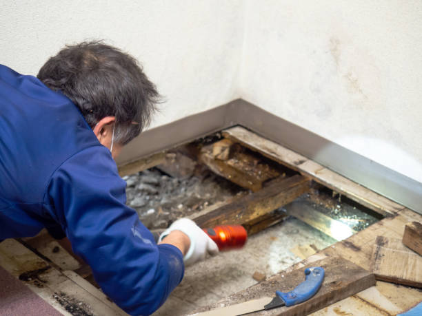Best Water Damage Restoration  in Amesti, CA
