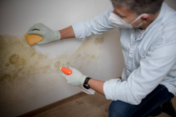 Best Certified Mold Removal  in Amesti, CA