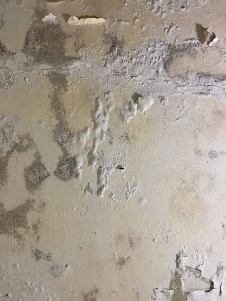 Best Affordable Mold Removal  in Amesti, CA