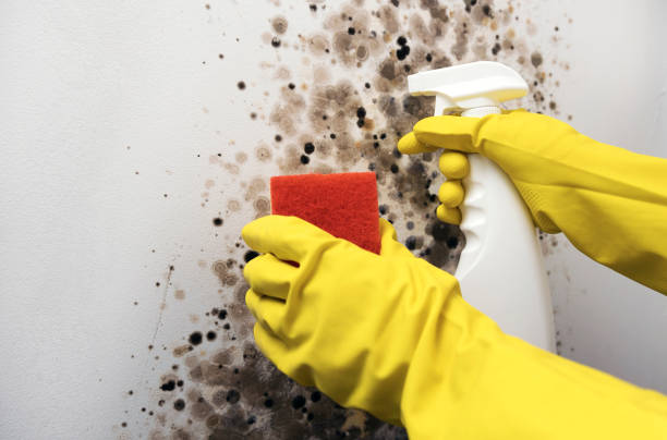 Best Home Mold Removal  in Amesti, CA