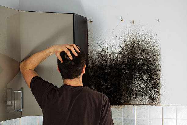 Best Commercial Mold Removal  in Amesti, CA