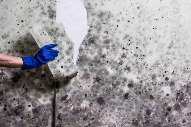 Best Home Mold Removal  in Amesti, CA