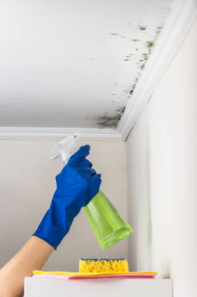 Best Mold Cleaning Services  in Amesti, CA
